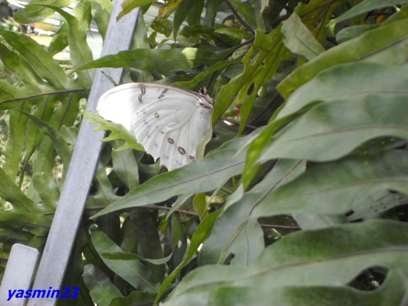 SAM_5371  21.04.2017 - Fluturi