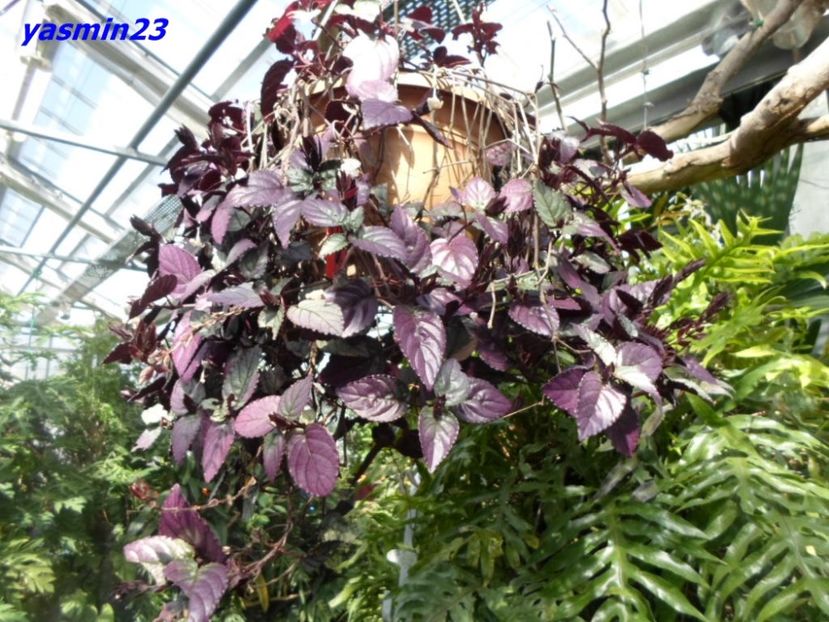 SAM_5373  21.04.2017 - Fluturi