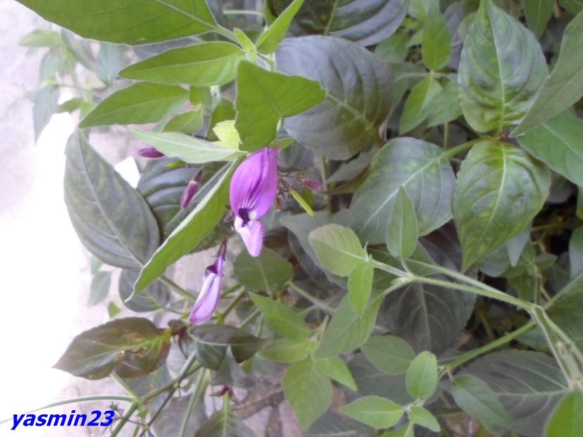 SAM_5381  21.04.2017 - Fluturi