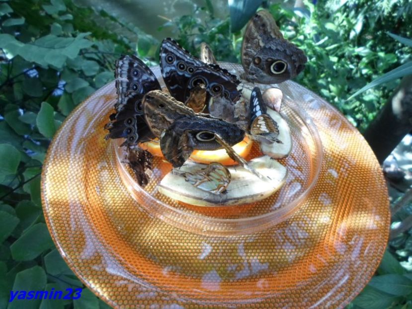 SAM_5382  21.04.2017 - Fluturi