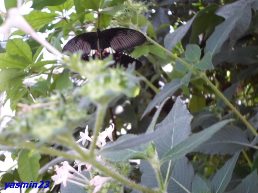 SAM_5386  21.04.2017 - Fluturi