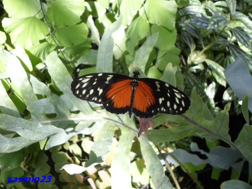 SAM_5387  21.04.2017 - Fluturi