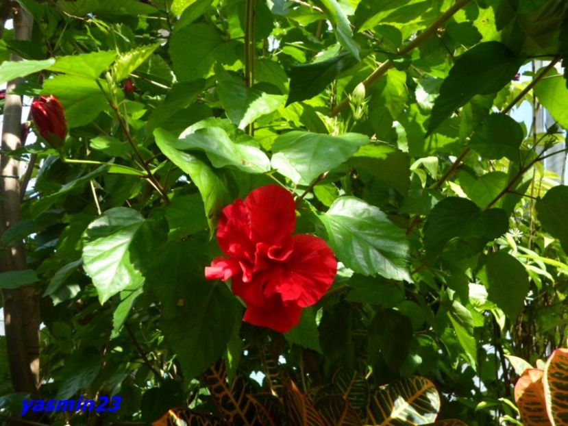 SAM_5390  221.04.2017 - Fluturi