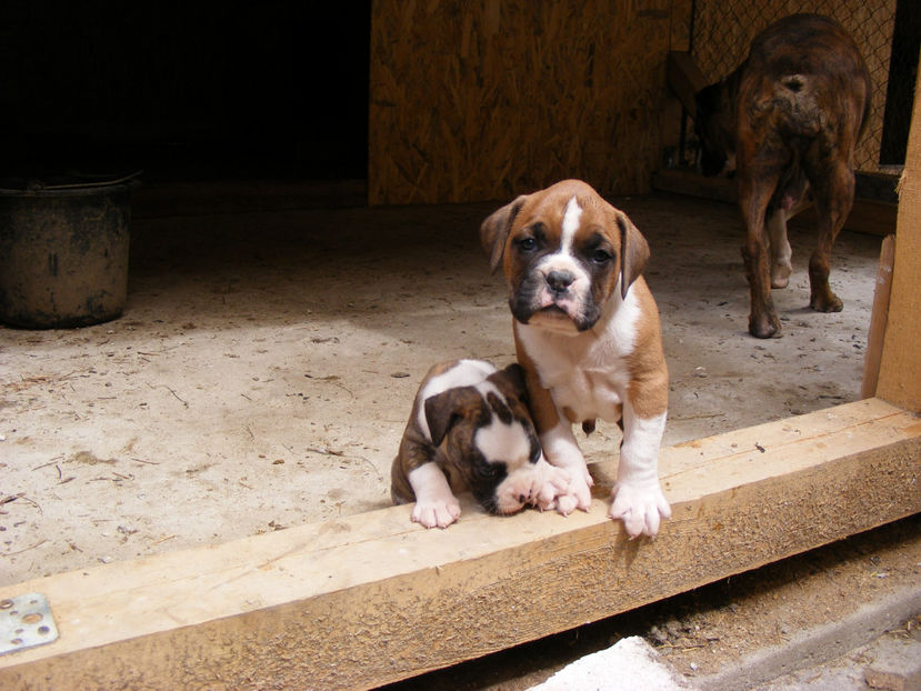 33 de zile - CATEI 2017