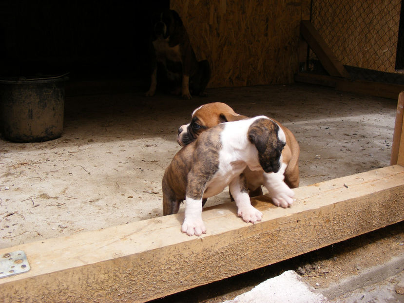 33 de zile - CATEI 2017