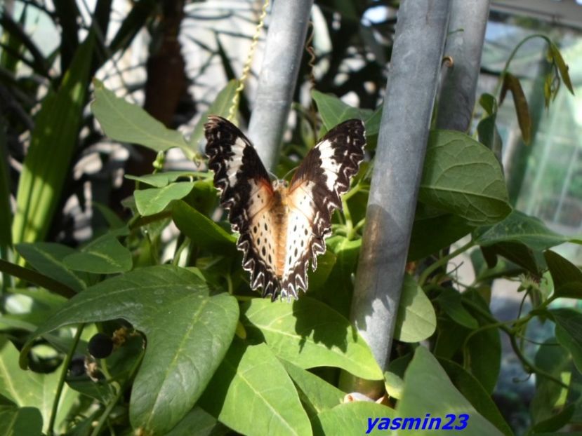 SAM_5392   21.04.2017 - Fluturi