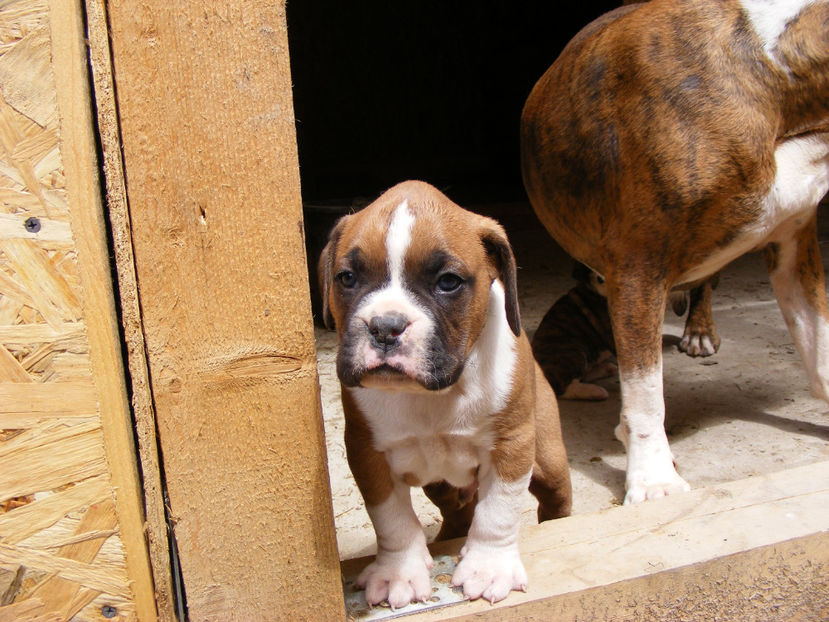 nou 025 - CATEI 2017