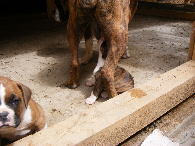 nou 026 - CATEI 2017