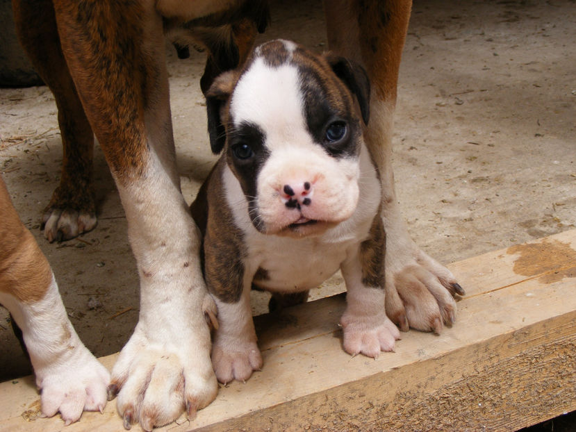 nou 028 - CATEI 2017