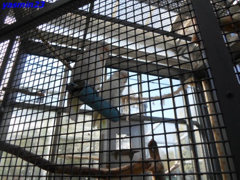 SAM_5398  21.04.2017 - Fluturi