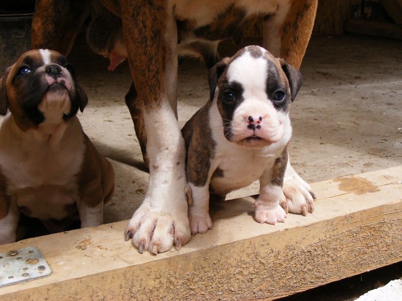 nou 029 - CATEI 2017