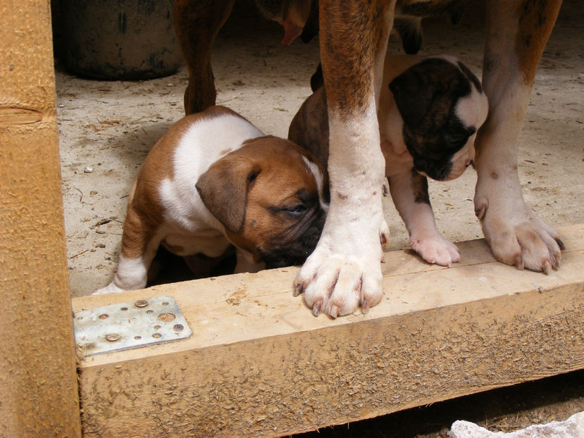 nou 030 - CATEI 2017