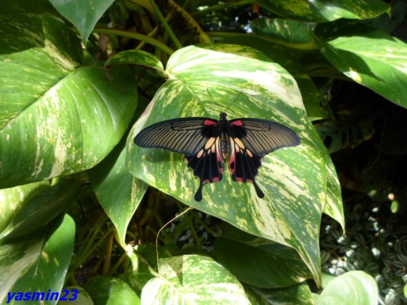 SAM_5409  21.04.2017 - Fluturi