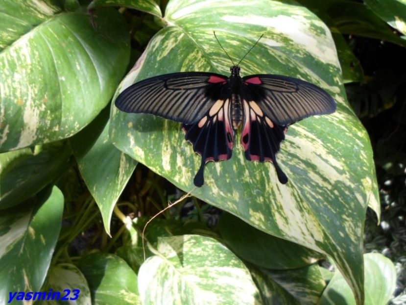 SAM_5410  21.04.2017 - Fluturi