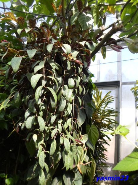 SAM_5412  21.04.2017 - Fluturi