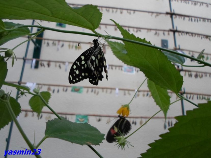 SAM_5417  21.04.2017 - Fluturi