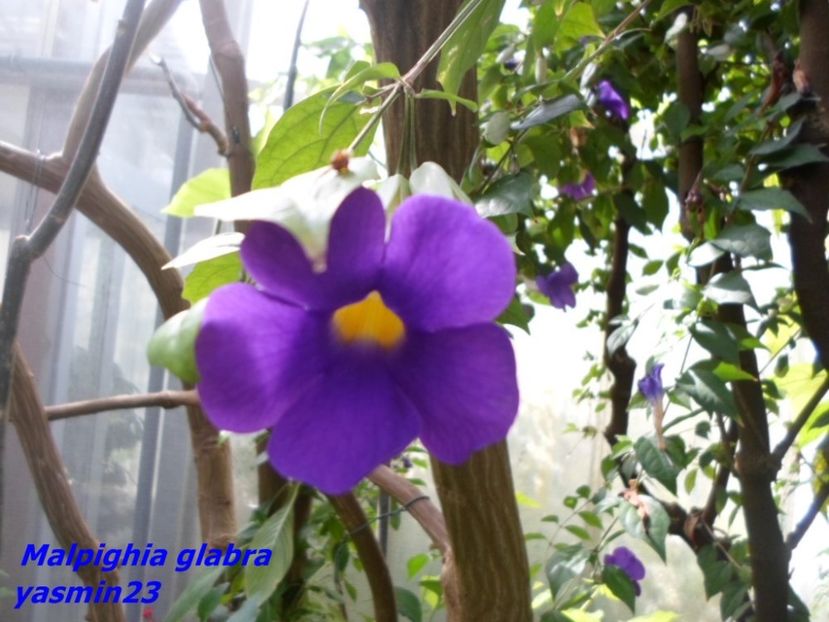 SAM_5419  21.04.2017 - Fluturi