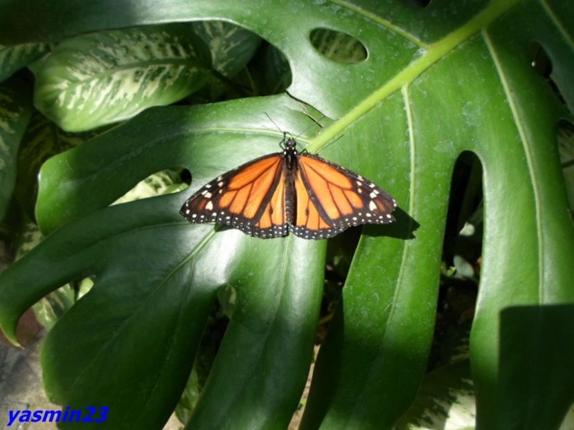 SAM_5421  21.04.2017 - Fluturi