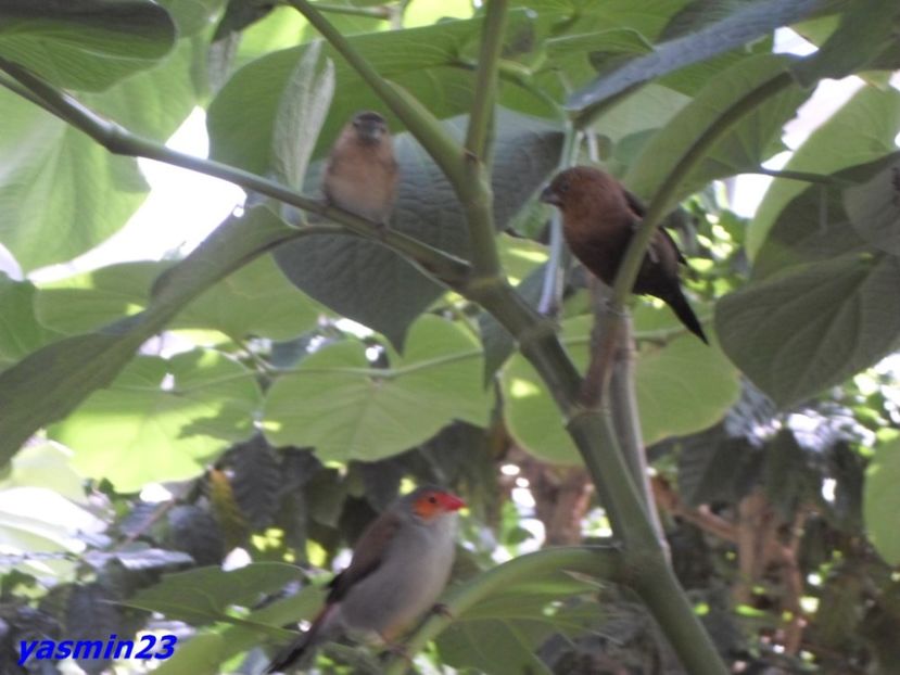 SAM_5423  221.04.2017 - Fluturi