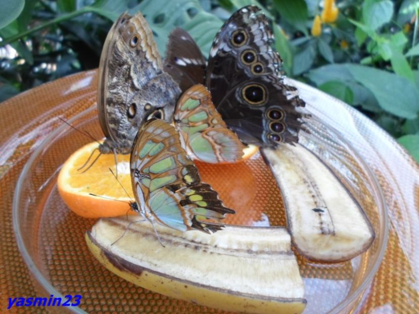 SAM_5425  21.04.2017 - Fluturi