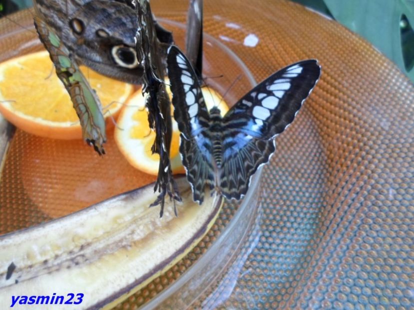 SAM_5426  21.04.2017 - Fluturi