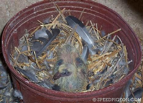 7_Day_Old_baby_racing_pigeon