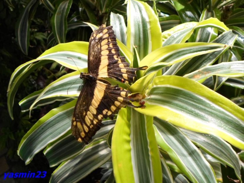 SAM_5435  21.04.2017 - Fluturi