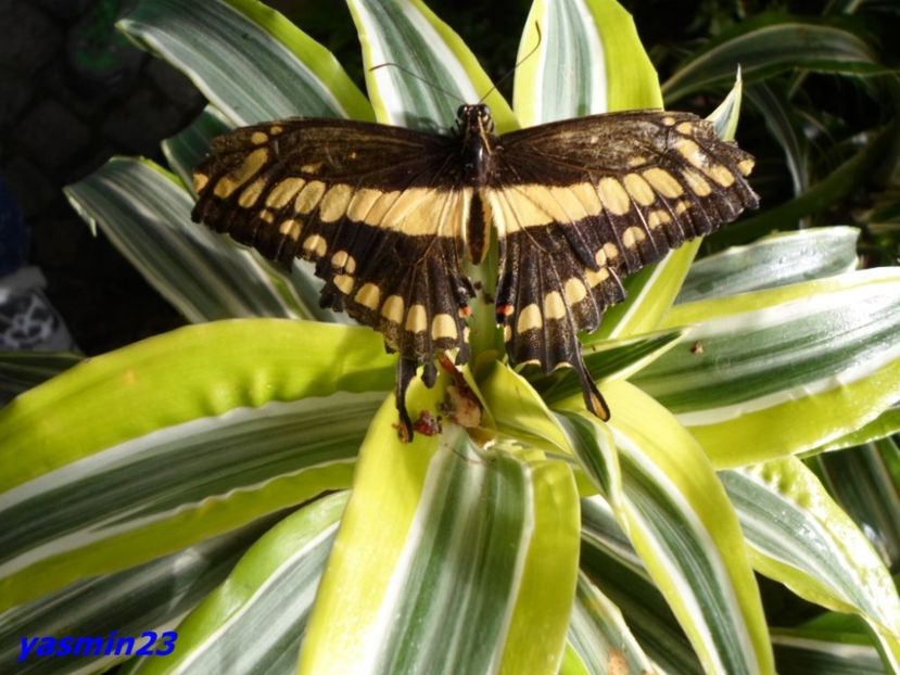 SAM_5437  21.04.2017 - Fluturi