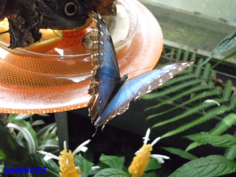 SAM_5438  21.04.2017 - Fluturi