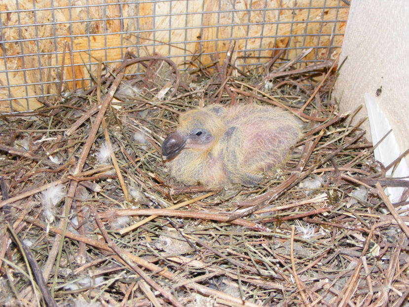 nou 041 - TINERET 2017