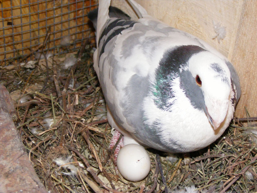 nou 043 - TINERET 2017