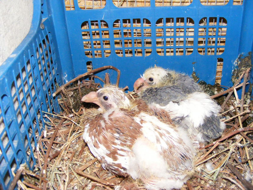 nou 034 - TINERET 2017