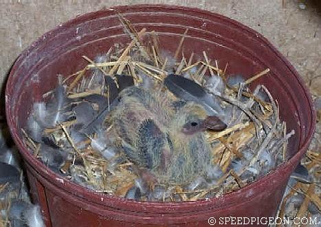 8_Day_Old_baby_racing_pigeon