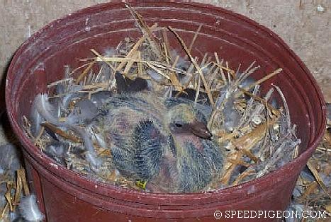 9_Day_Old_baby_racing_pigeon - evolutia unui pui de voiajor in 31 zile