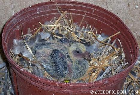 10_Day_Old_baby_racing_pigeon