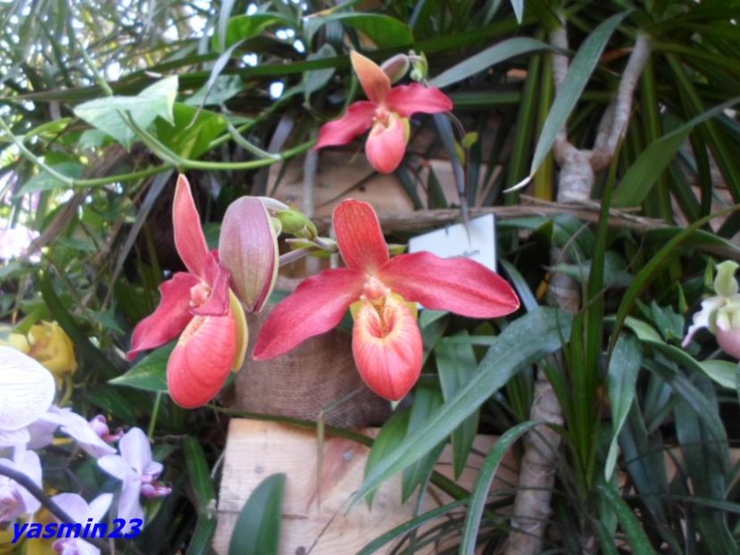 SAM_5470  21.004.2017. - Flori