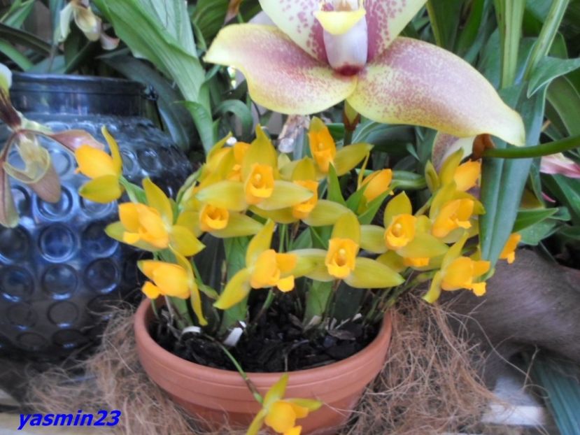 SAM_5472  21.04.2017 - Flori