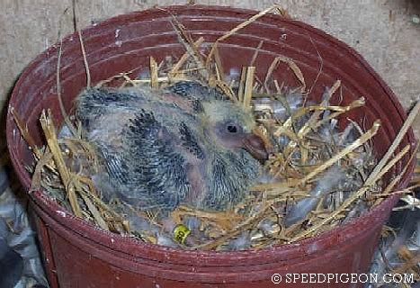 11_Day_Old_baby_racing_pigeon - evolutia unui pui de voiajor in 31 zile