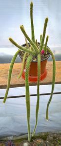 Aporocactus flagelliformis -25lei - Cactusi de vanzare