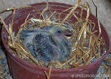 12_Day_Old_baby_racing_pigeon - evolutia unui pui de voiajor in 31 zile