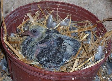 13_Day_Old_baby_racing_pigeon - evolutia unui pui de voiajor in 31 zile