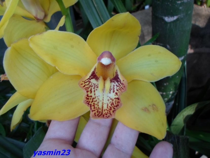 SAM_5484  21.04.2017 - Flori