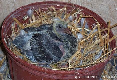 14_Day_Old_baby_racing_pigeon - evolutia unui pui de voiajor in 31 zile