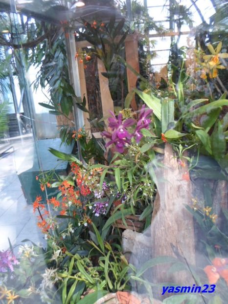 SAM_5493  21.04.2017 - Flori