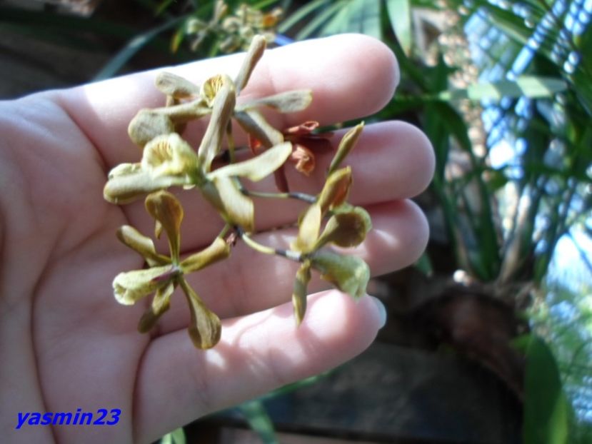 SAM_5499 Encyclia condollei - Flori