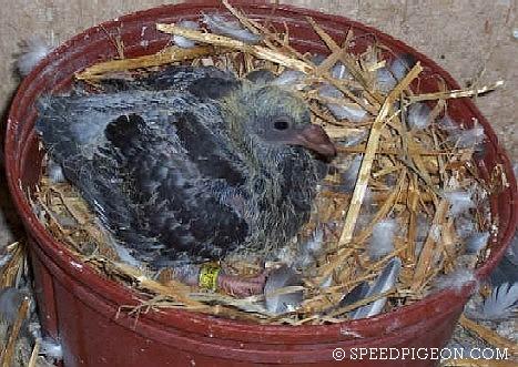 15_Day_Old_baby_racing_pigeon - evolutia unui pui de voiajor in 31 zile