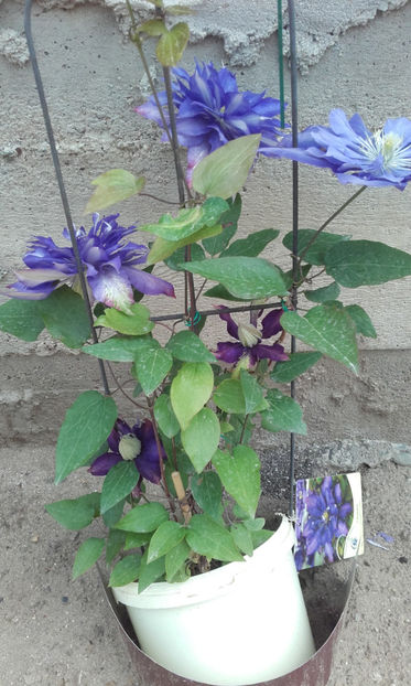 daniel doronda - clematite 2017