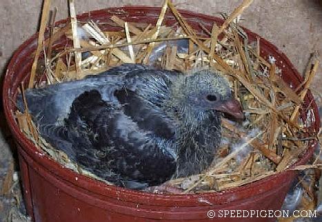 17_Day_Old_baby_racing_pigeon - evolutia unui pui de voiajor in 31 zile