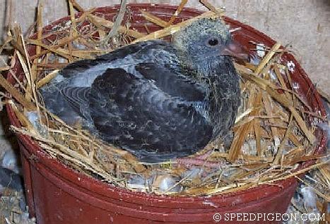 18_Day_Old_baby_racing_pigeon - evolutia unui pui de voiajor in 31 zile