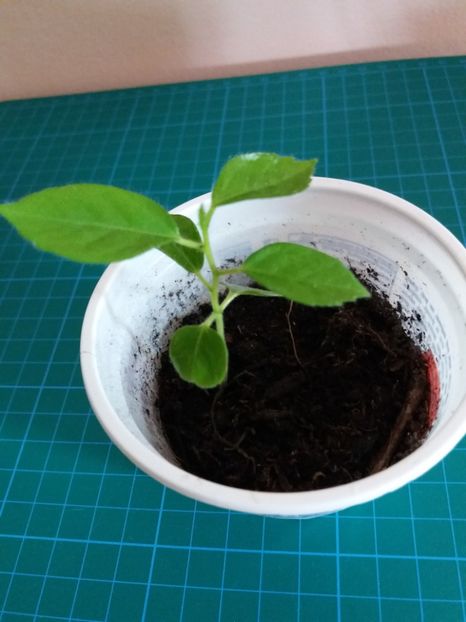  - Portocaliu-din samanta